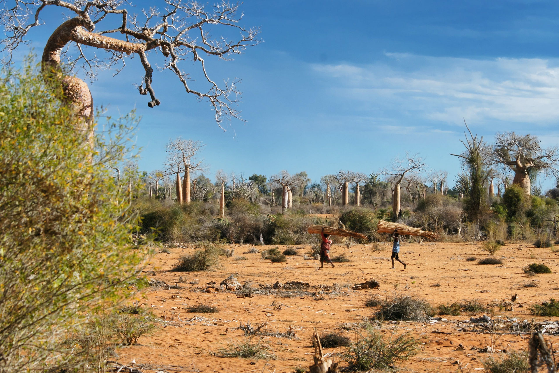 Dornenwald mit Baobab-Bäumen